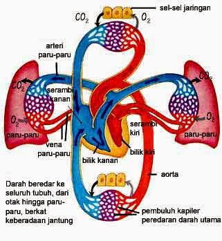 Sistem Peredaran Darah Manusia