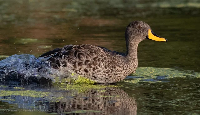 Yellow-Billed Duck Intaka Island, Cape Town