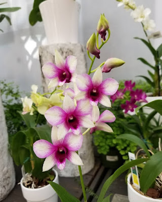 Dendrobium light purple