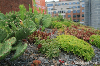 Succulents atop the American Society of Landscape Architects HQ in D.C.