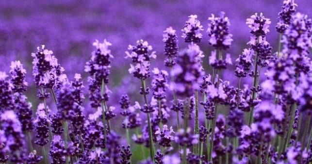  Cara  Menanam  Bibit Bunga  Lavender  Kebun Naya