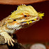 Can Bearded Dragons Eat Bananas, Adult Bearded Dragon, Dubia | Click For Needs, Muscle Fiber - Fiber Muscle