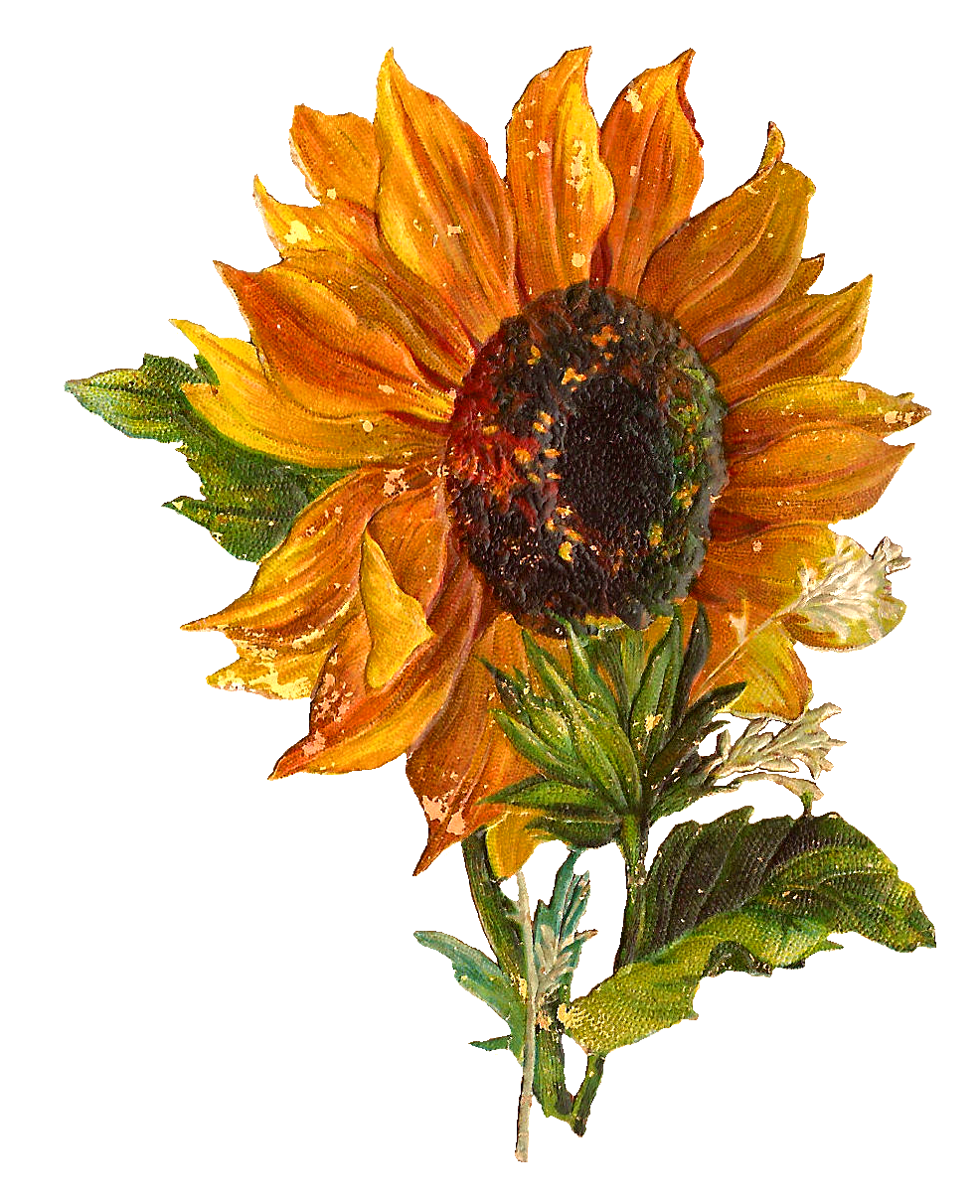 Free Free 273 Clipart Sunflowers Images SVG PNG EPS DXF File