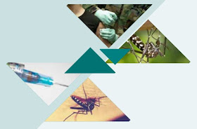 Mosquito da dengue: Anvisa lança cartilha de combate ao Aedes aegypt