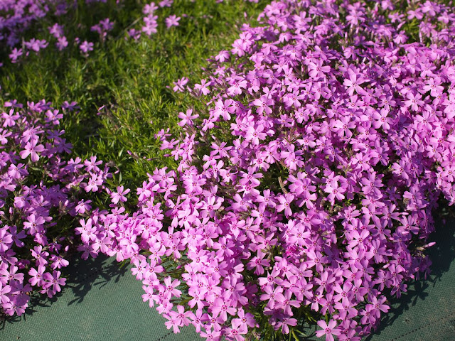 横手市大森町 芝桜フェスタ 2016