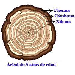 En el tronco de los arboles esta el Cámbium que es un meristemo secundario, el cámbium produce cada año dos anillos: uno mas claro (xilema) y otro mas oscuro (floema). Contando el numero de anillos claros o el numero de anillos oscuros del tronco podemos conocer la edad del árbol.