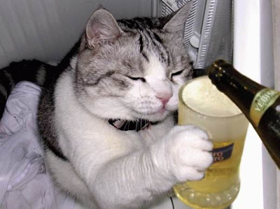 drunk cat pictures