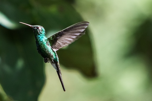 Ruby Throated Hummingbird Facts