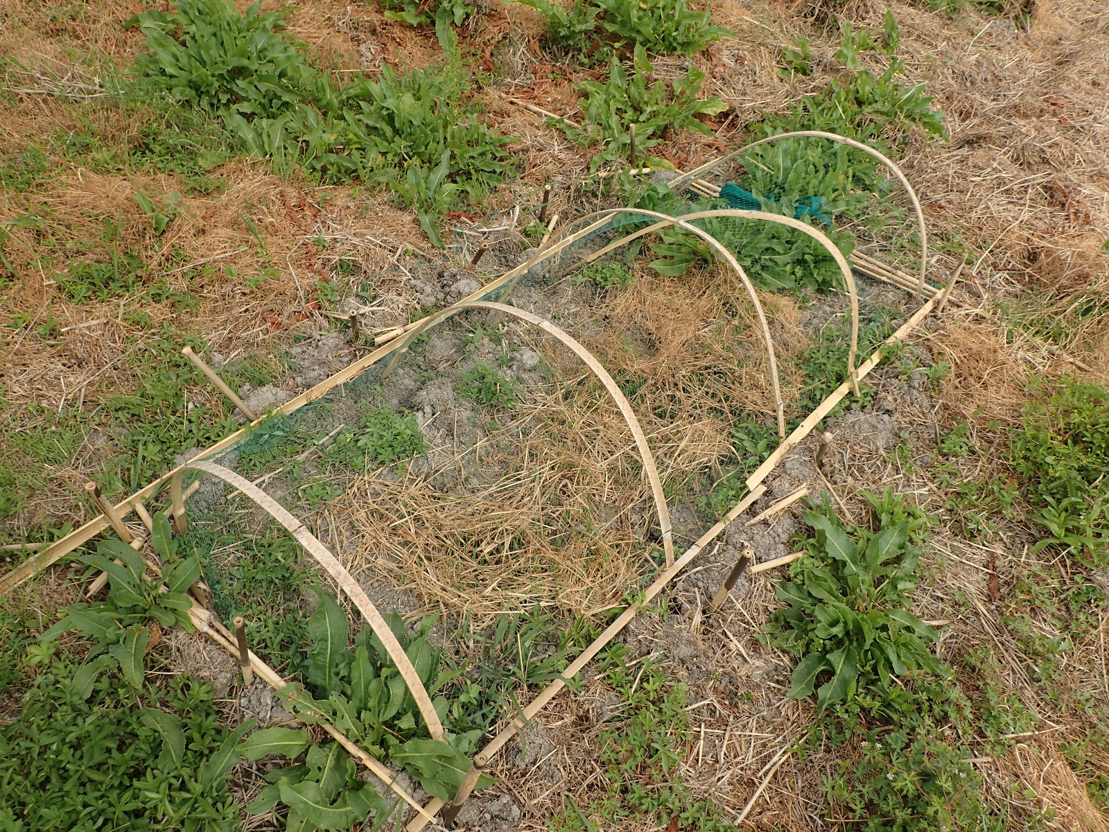稲の発芽 珍妙雑記帖