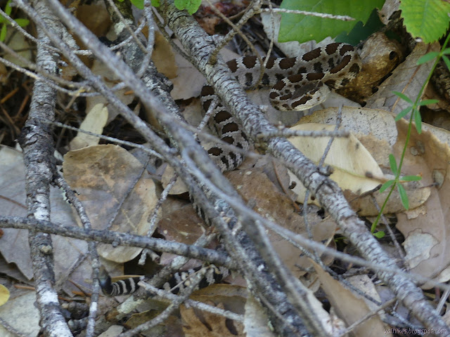 small rattlesnake