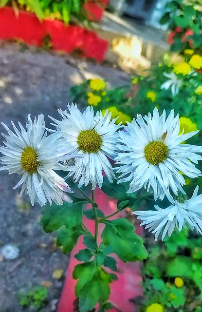 Lovely ❣️ Flowers Lovely ❣️ Flowers