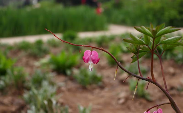 Bleeding Heart Flowers Pictures