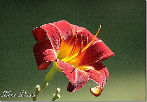 Pardon_Me_Daylily