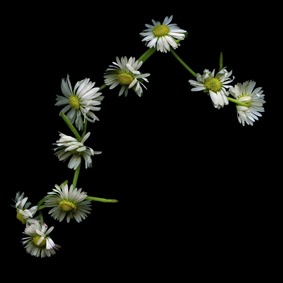 daisy-chain-photograph-by-magda-indigo