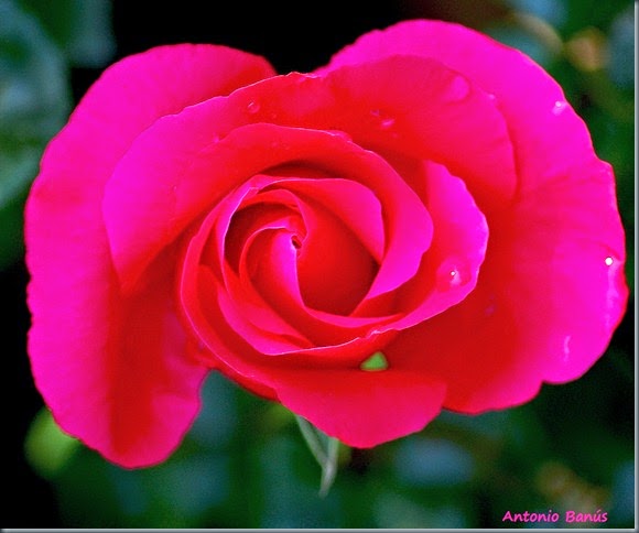 2 DSC_7083x1