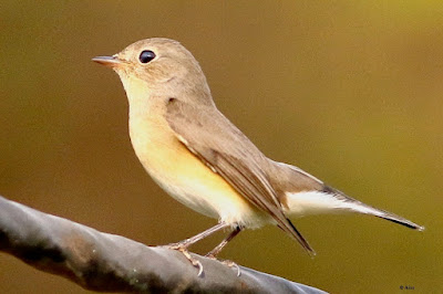 "Red-breasted Flycatcher - Ficedula parva , perched on a branch in the setting sun."