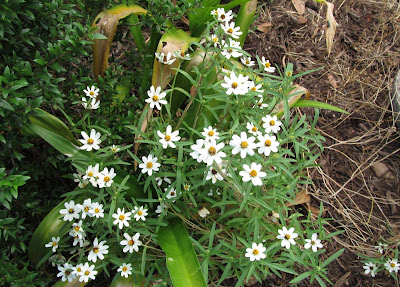 Annieinaustin, Zinnia linearis