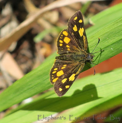 Skipper butterfly Metisella metis