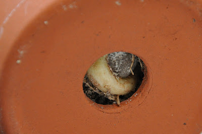 Taproot visible through drainage hole