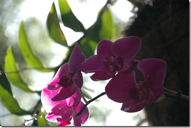 Busch Gardens 20100811-17