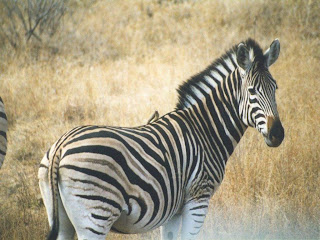 zebra