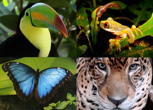 Animals in  Amazon Rainforest