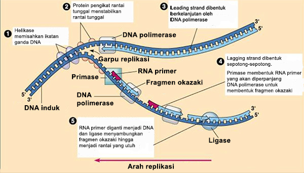Proses Replikasi DNA (Lagi) - EDUBIO