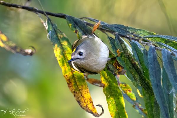 Goldcrest