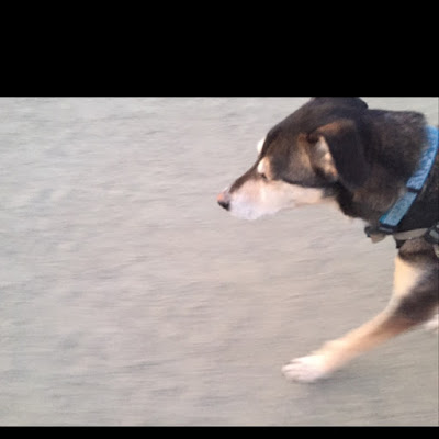 Lovely Alaskan Husky mix running on sand