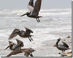 pelicans
