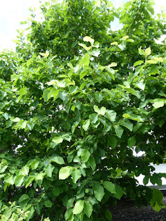 Magnolia x 'Elisabeth' - Magnolia x brooklynensis 'Elizabeth' - Magnolia acuminata x M. denudata