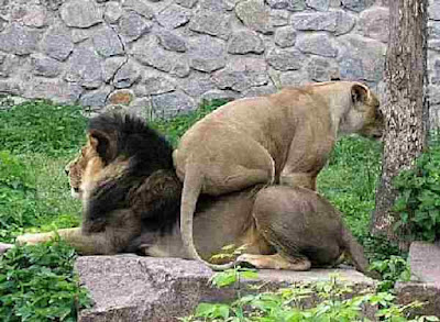 Female lion sits on male lion need new furniture