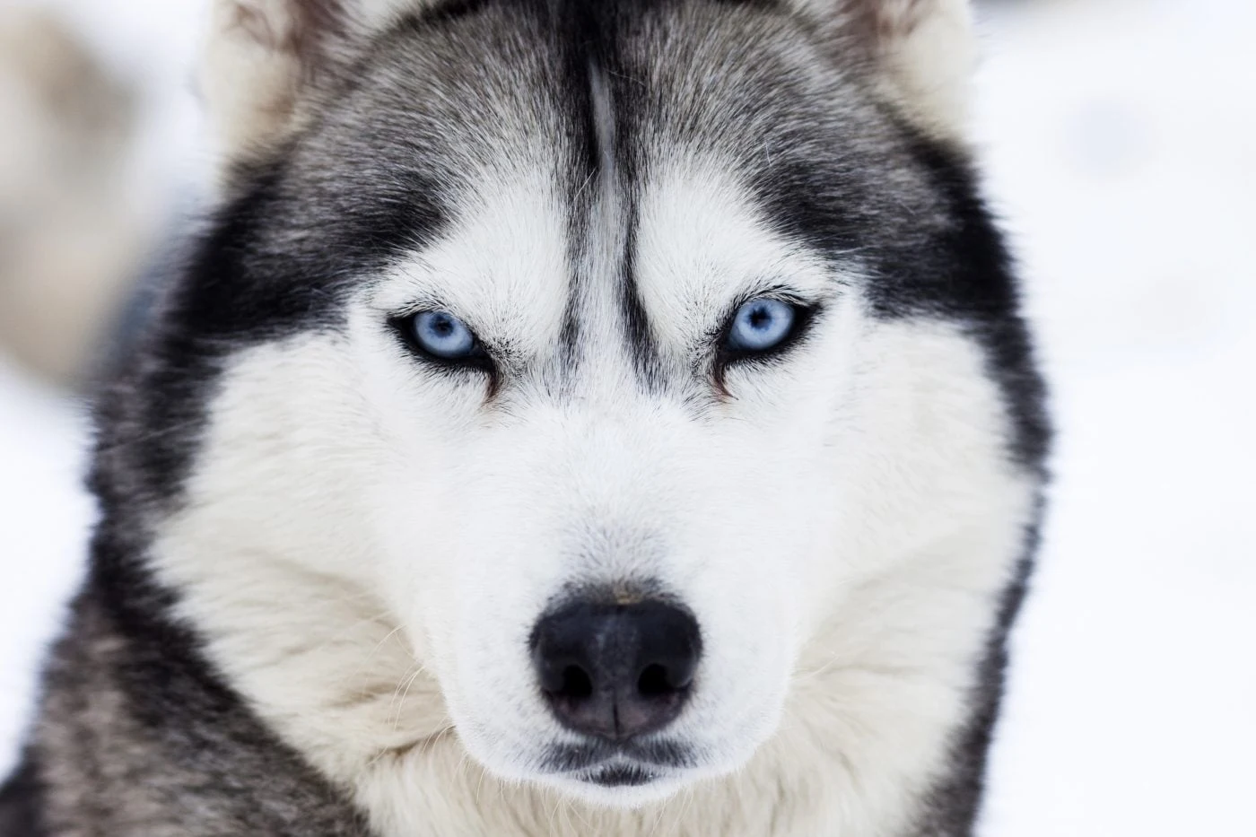 Tìm hiểu về nguồn gốc, ngoại hình, tính cách và cách chăm sóc cho giống chó Husky.