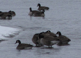 Canada geese on Pentwater Lake