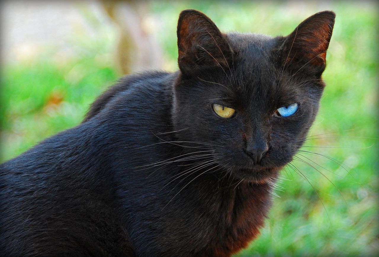 A black cat with different-colored eyes