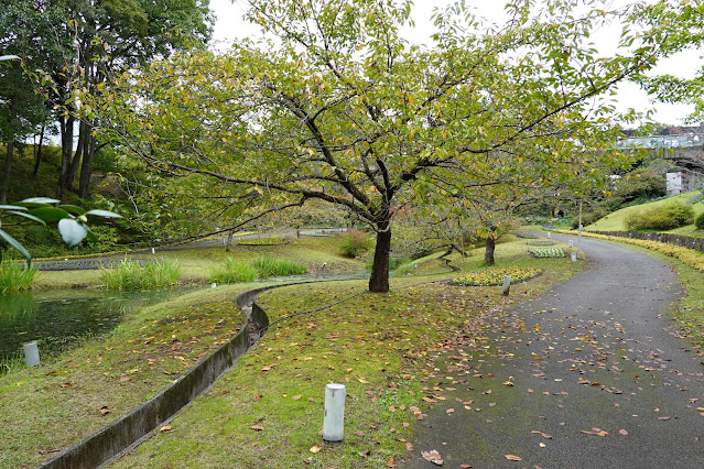 鳥取県西伯郡南部町鶴田　とっとり花回廊　花の谷