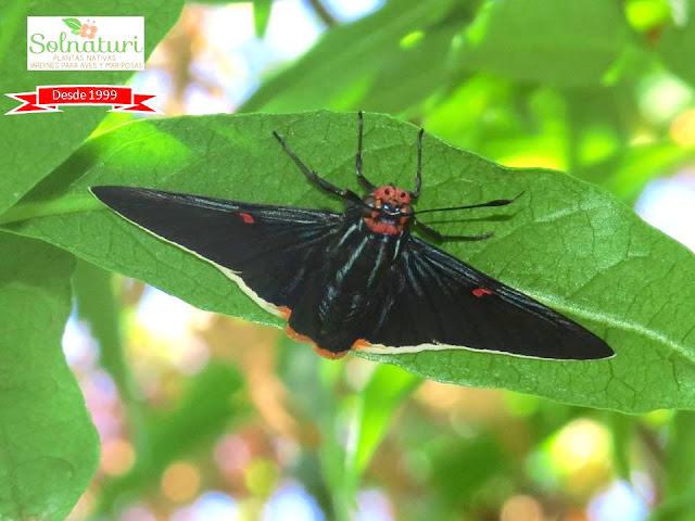 Phocides polybius mariposa 