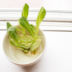 how to regrow lettuce from scraps- fun kids food science project