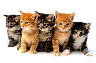 cute baby cats