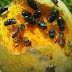 Penanganan Hama Lalat Buah Dengan Petrogenol