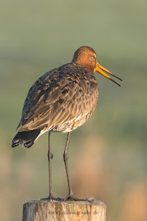 Wildlifefotografie Dümmer See Olaf Kerber Uferschnepfe