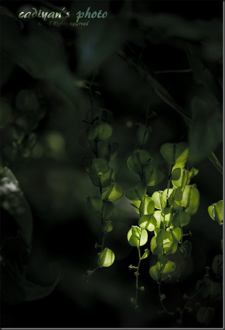 D700_2012-08-04_039