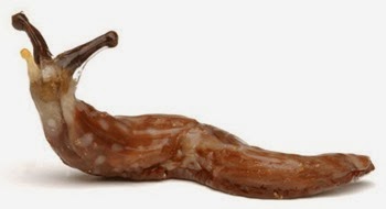slug