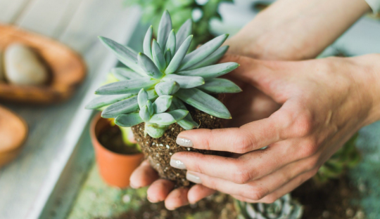 The Secret Revealed: How a Spoon Can Triple the Size of Your Succulents!