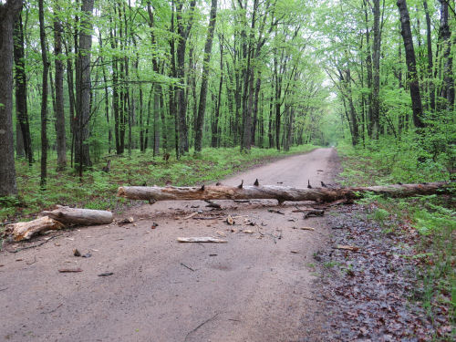 tree in road