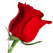 red_rose