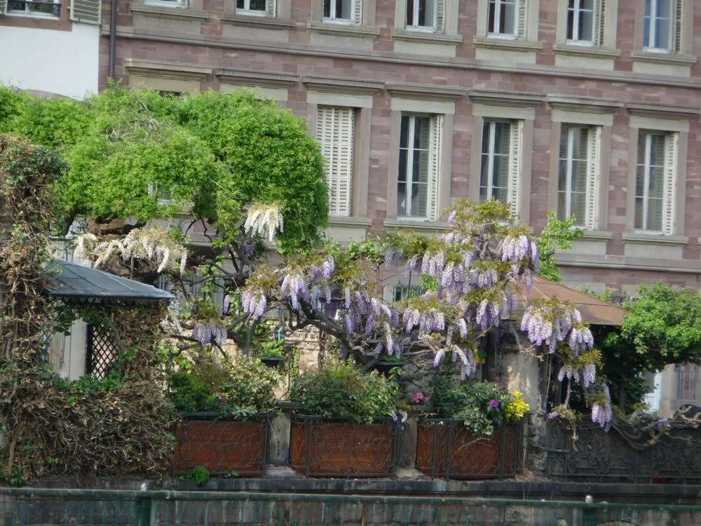 Strasbourg, arbre printemps, fleuri, beau temps, photographie, fleurs