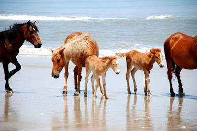 Familia de caballos en la playa - Horses family