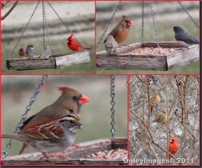cardinals-others collage