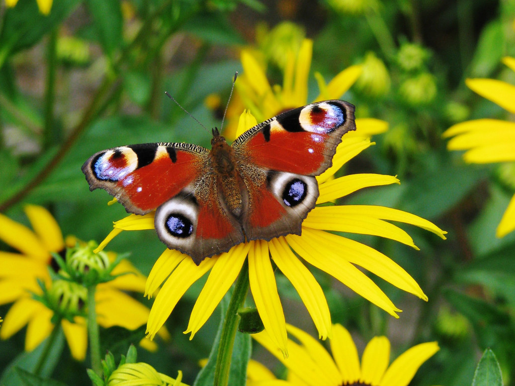 Cairns Birdwing Australian Peacock Butterfly | Okay Wallpaper